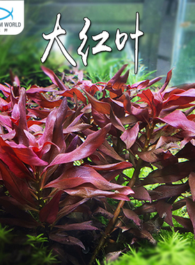 大红叶红色水草丁香鱼缸草缸沉木造景中后景水下叶新手懒人好养