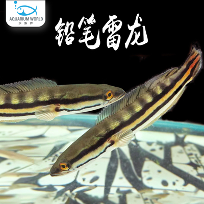 铅笔雷龙鱼活鱼热带观赏鱼