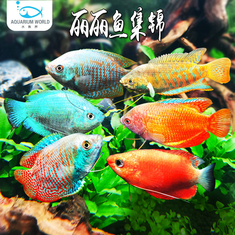 丽丽鱼集锦七彩/招财/蓝/血红/草莓水族观赏热带鱼淡水活体好养