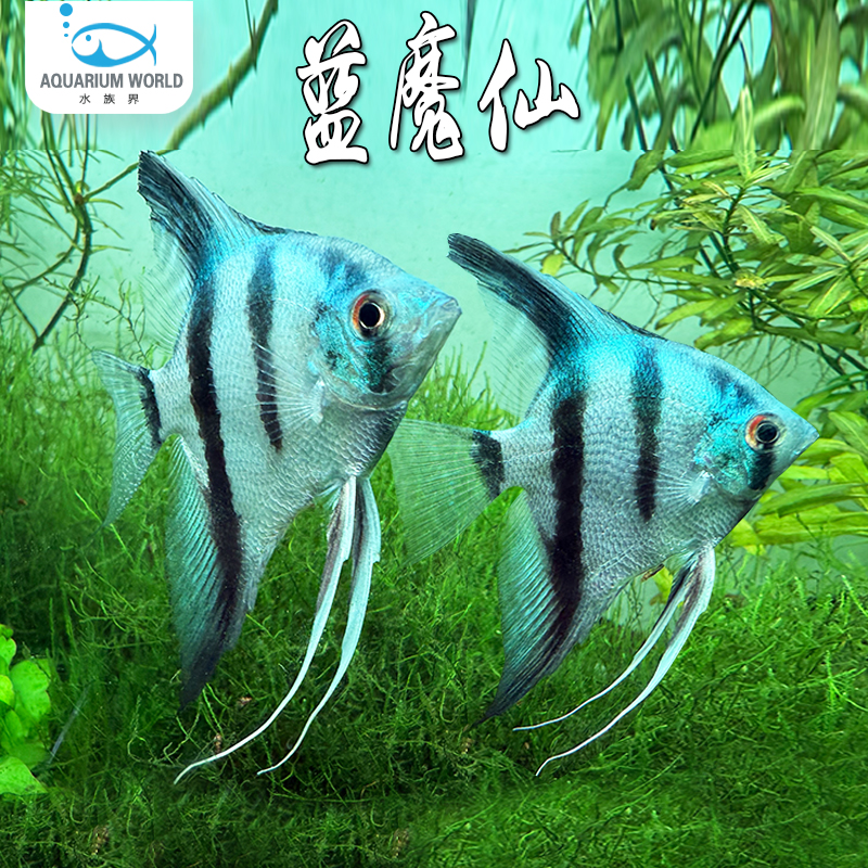 蓝魔仙神仙鱼热带淡水鱼观赏鱼