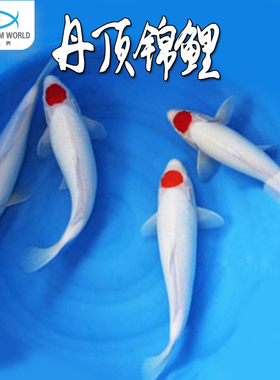 丹顶锦鲤水族观赏鱼冷水淡水活体精品纯种鸿运当头一点红好养易活