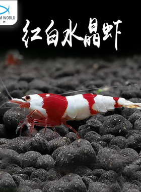 红白水晶虾淡水工具虾观赏虾除藻虾冷水活体极火虾巧克力虾鲜活