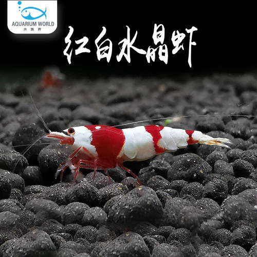 红白水晶虾淡水工具虾冷水活体