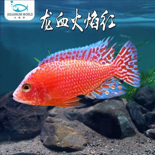 龙血火焰红三湖慈鲷鱼马鲷水族鱼缸观赏鱼热带鱼淡水非洲王子慈鲷