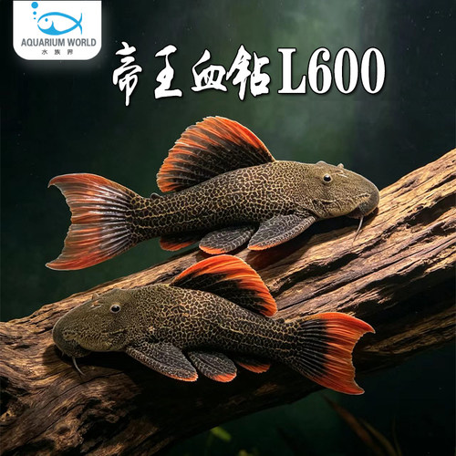 帝王血钻L600南美异型鱼淡水观赏