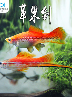 苹果剑胎生鱼热带鱼新手好养包活