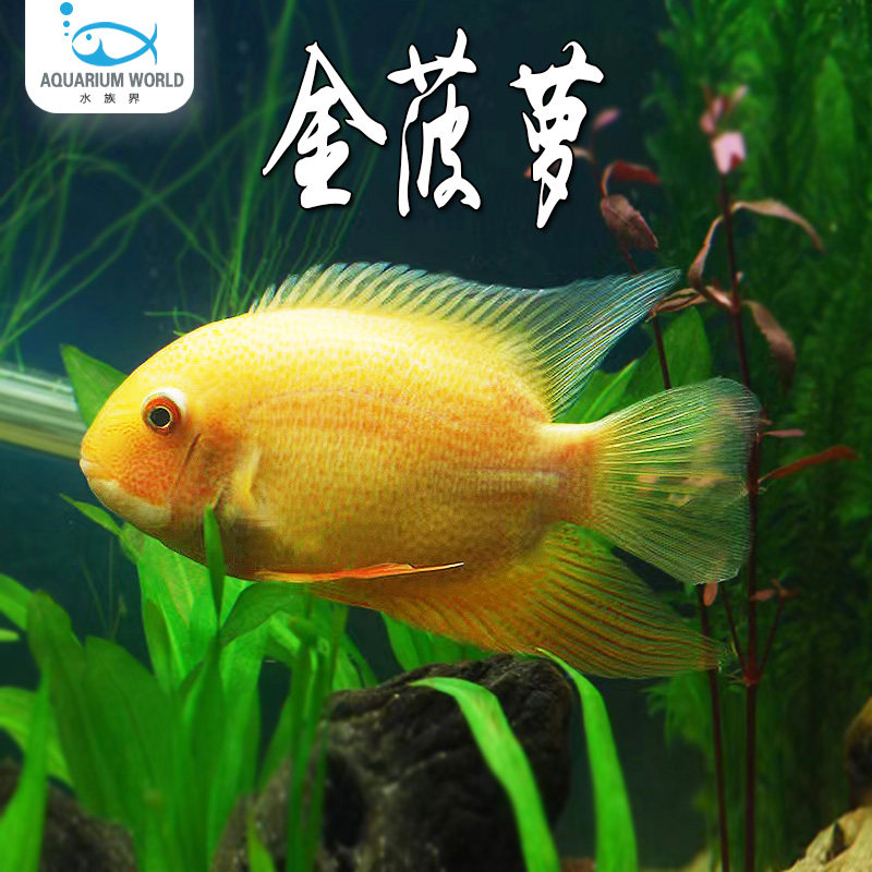 金菠萝鱼喷点菠萝鱼水族鱼缸中大型热带鱼观赏鱼龙鱼配鱼活体