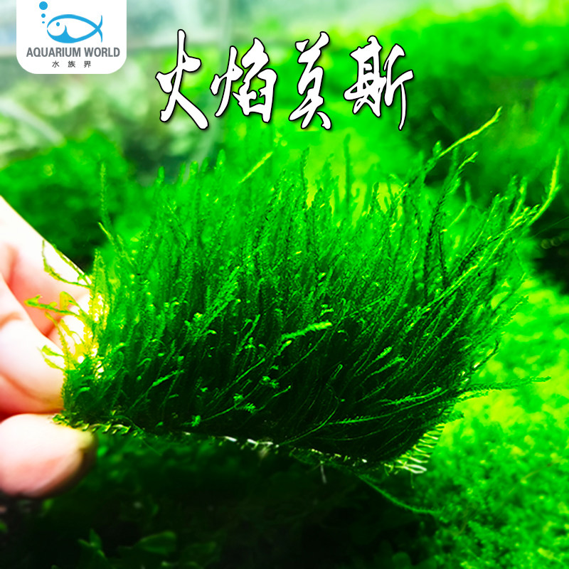火焰莫斯鱼缸淡水好养沉木造景散装莫斯鹿角苔怪厥三角懒人水草