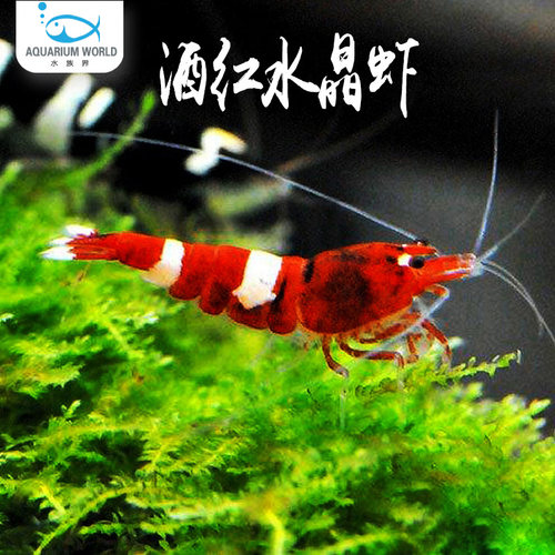 酒红虾红白水晶虾除藻虾冷水