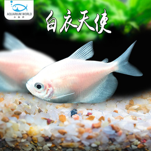白衣天使鱼群游七彩天使鱼虎皮好养活体观赏鱼小型淡水鱼新手耐活