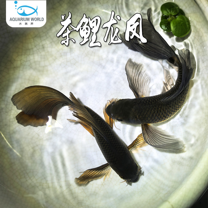 茶鲤龙凤锦鲤鱼新手鱼广温鱼小金鱼白金小锦鲤冷水淡水鱼长尾巴