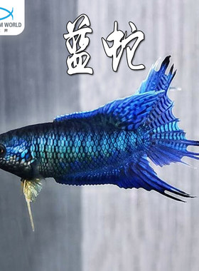 蓝蛇斗鱼中国斗鱼冷水鱼