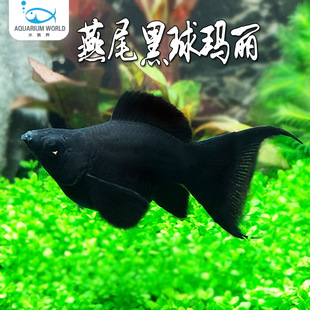 燕尾黑球玛丽鱼水族鱼缸观赏鱼热带鱼淡水米奇胎生鱼红绿灯孔雀鱼