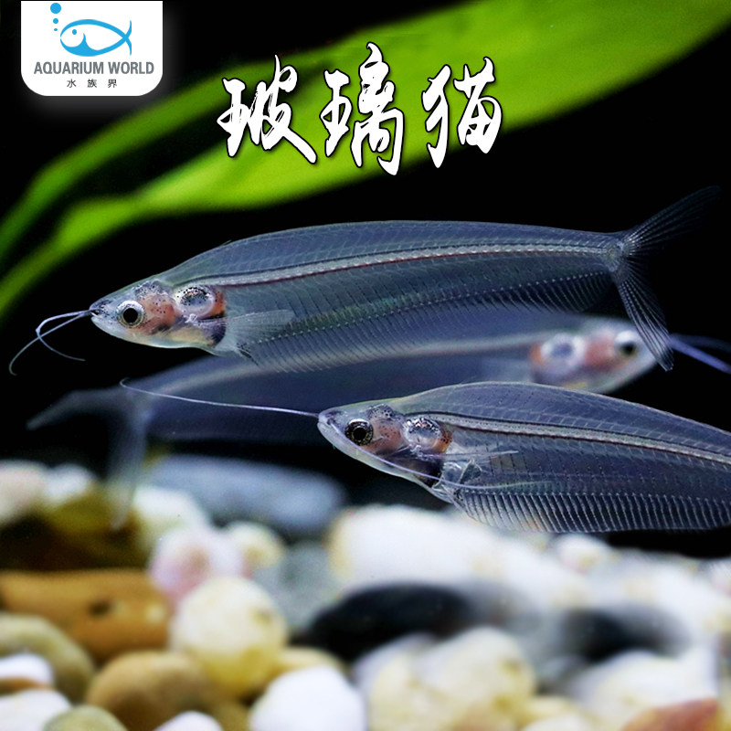 玻璃猫水族观赏鱼淡水热带鱼玻璃拉拉鱼透明鱼玻璃鱼灯鱼活体好养