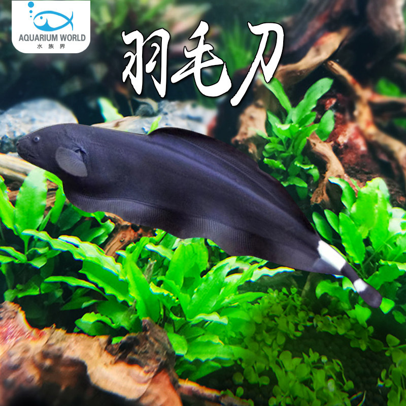 羽毛刀水族观赏鱼魔鬼刀鱼活体线翎电鳗鱼可混养天使鱼热带鱼淡水
