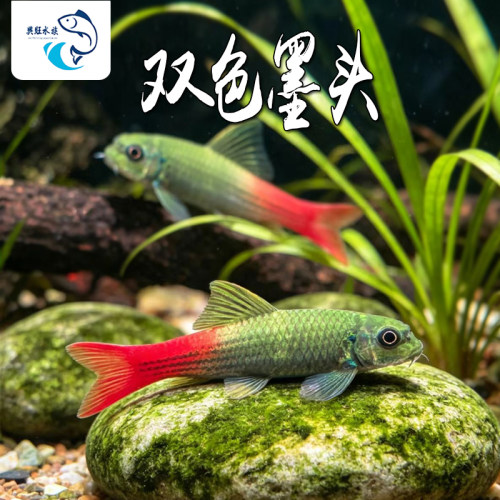 双色墨头鱼清洁鱼原生鱼淡水除藻