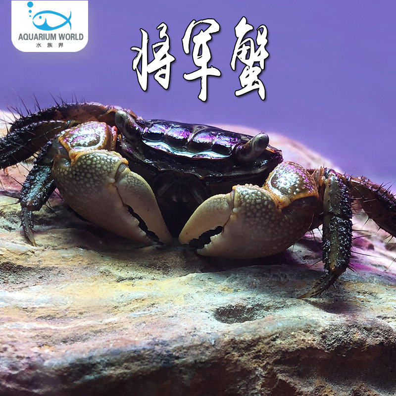 将军蟹观赏蟹活体螃蟹宠物蟹淡水小螃蟹迷你辣椒蟹红鳌相手蟹