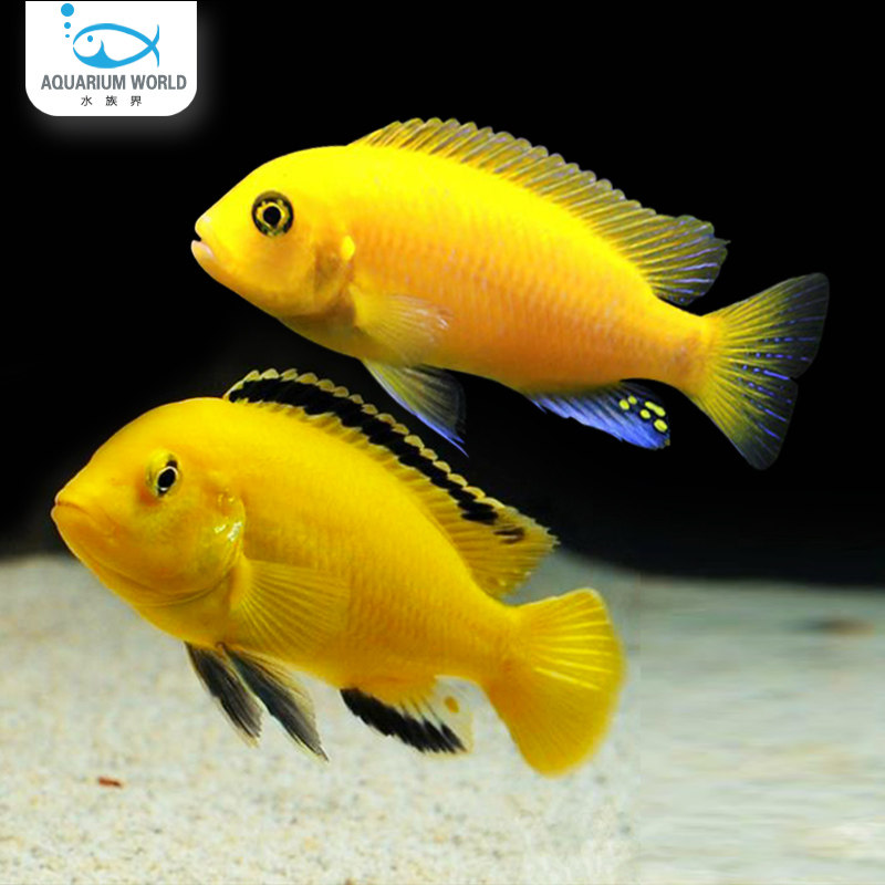 非洲王子三湖慈鲷鱼水族观赏鱼热带鱼冷水淡水好养耐活短鲷蓝斑马