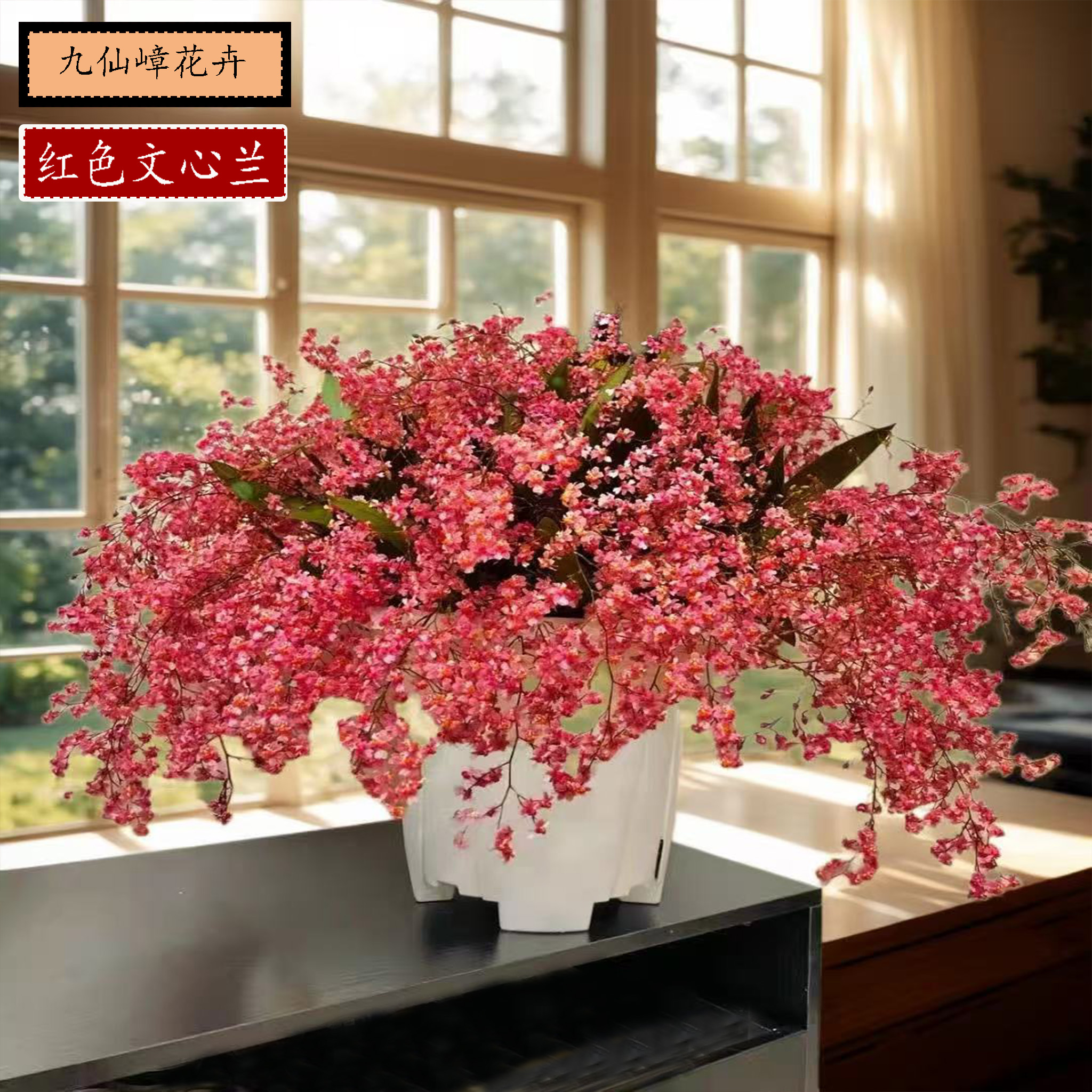 香水文心兰带花苞梦香兰