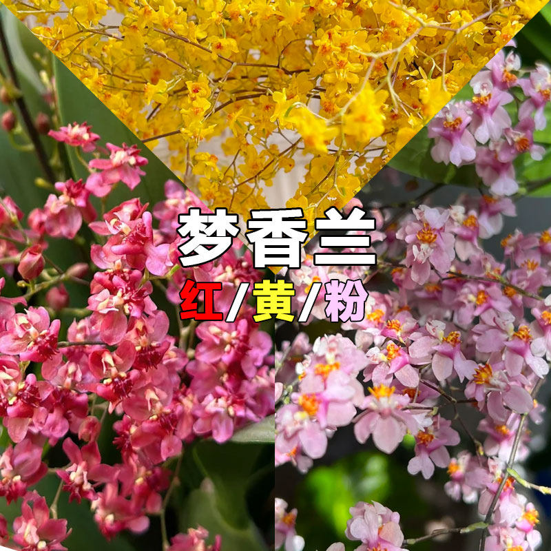 香水文心兰带花苞梦香兰兰花植物室内客厅办公室桌面绿植花卉盆栽