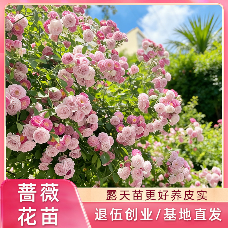 粉团蔷薇七姊妹蔷薇花苗爬藤四季开花庭院墙植物当年开花阳台盆栽