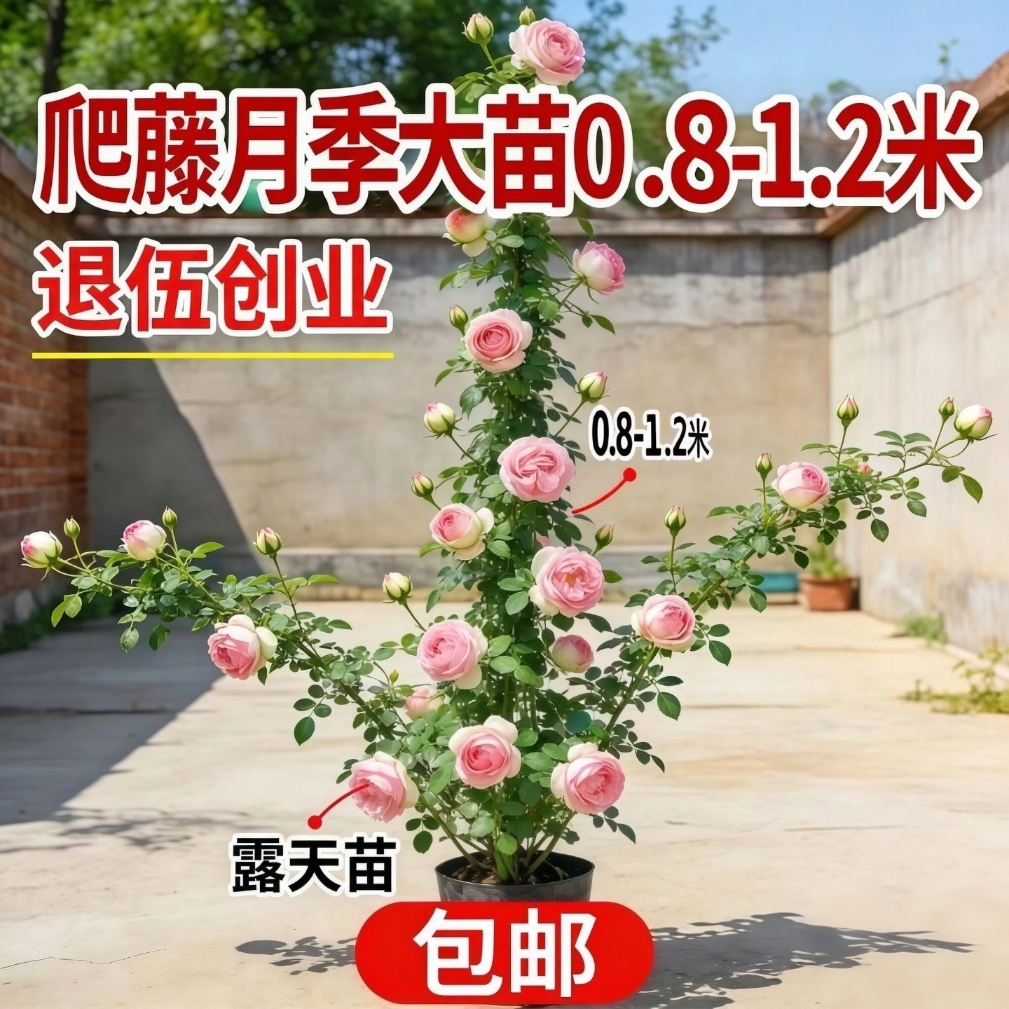 蔷薇花苗藤本月季特大花树庭院爬藤植物阳台花卉玫瑰盆栽多季开花