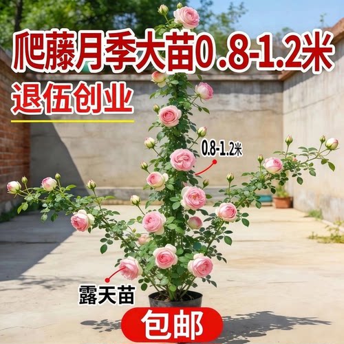 绿枝茵藤本月季庭院四季观赏