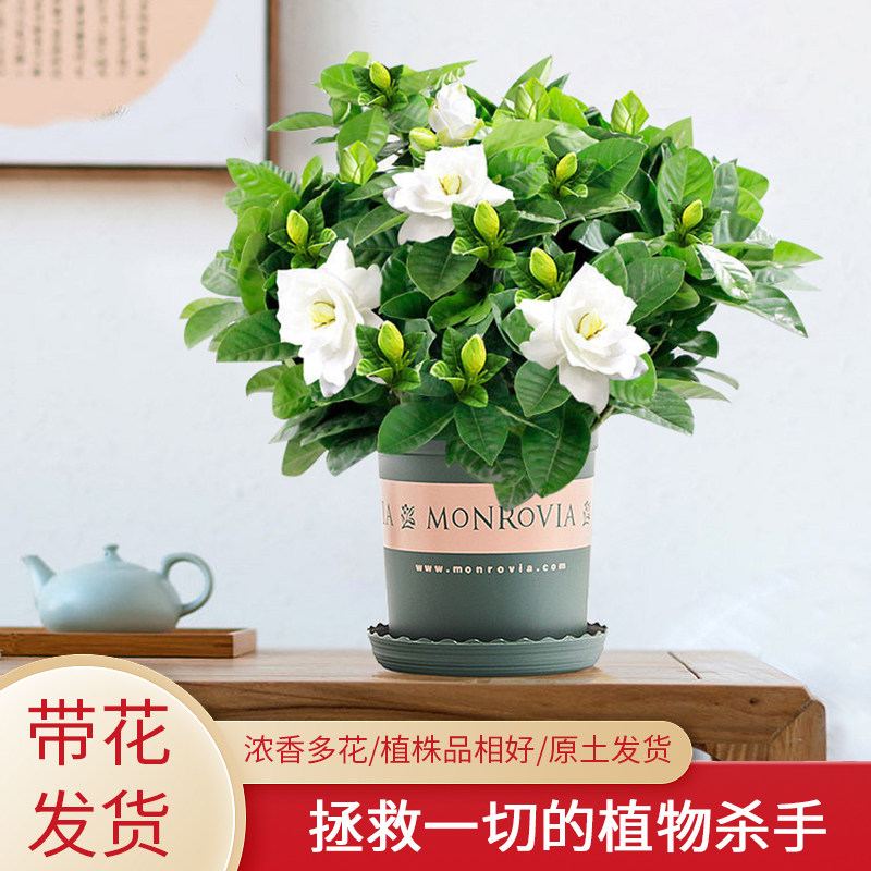 带花苞发货浓香四季开好养易活图片
