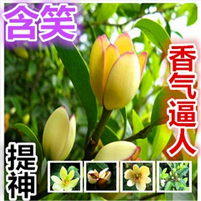 含笑花盆栽植物四季易活花卉室内好养绿植庭院净化空气浓香型耐寒图片