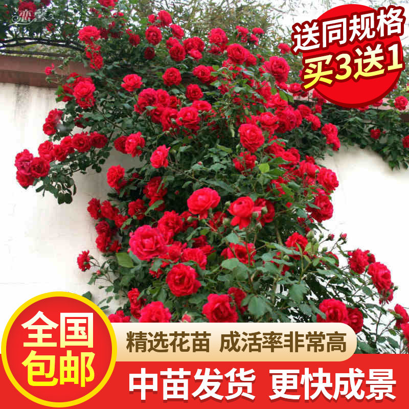 绿枝茵藤本月季花苗庭院室内四季