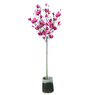 紫玉兰花树苗 庭院浓香型白玉兰红玉兰二乔玉兰四季带开花好养活