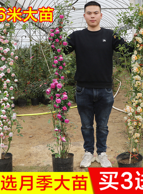 蔷薇藤本月季花苗特大花浓香型庭院四季爬藤植物盆栽阳台玫瑰爬墙