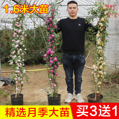 蔷薇藤本月季花苗特大花浓香型庭院四季爬藤植物盆栽阳台玫瑰爬墙