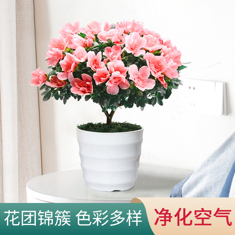 绿枝茵杜鹃草本花卉客厅春冬美观图片