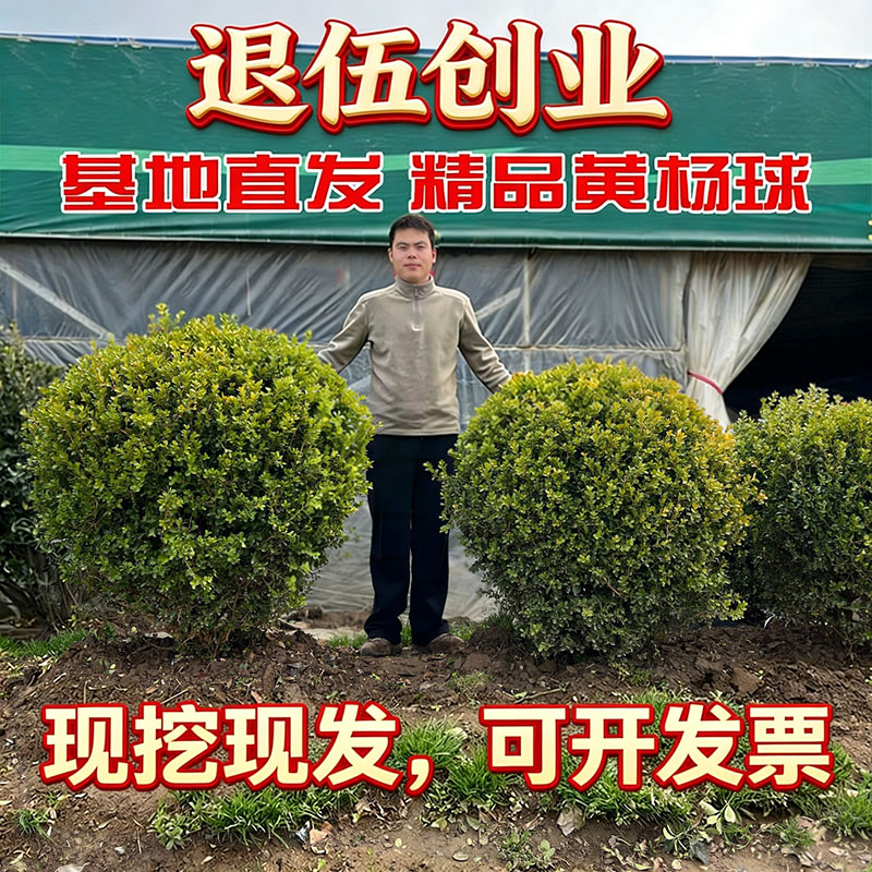 小叶黄杨球庭院篱笆墙四季常青图片