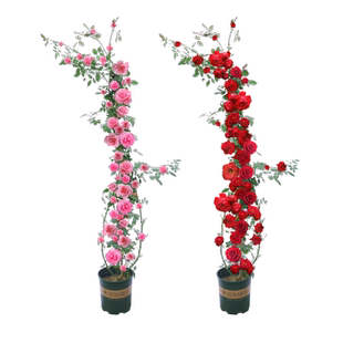 蔷薇花苗藤本月季特大花树庭院爬藤植物阳台花卉玫瑰盆栽多季开花