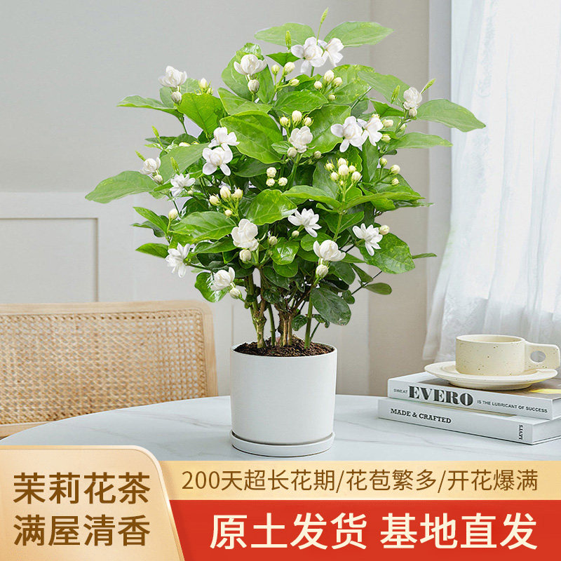 绿枝茵茉莉盆栽烟台四季浓香美观图片