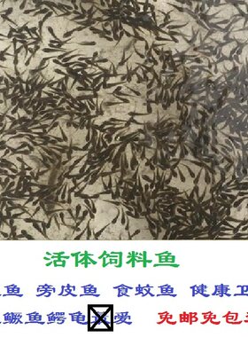 活体饲料鱼鳑鲏鱼麦穗鱼旁皮鱼青鳉鱼虾虎鱼食蚊鱼原生鱼冷水鱼