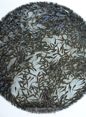 喂乌龟吃的小活鱼苗小型养殖鳄龟淡水金龙鱼食用小鱼泥鳅活饵饲料