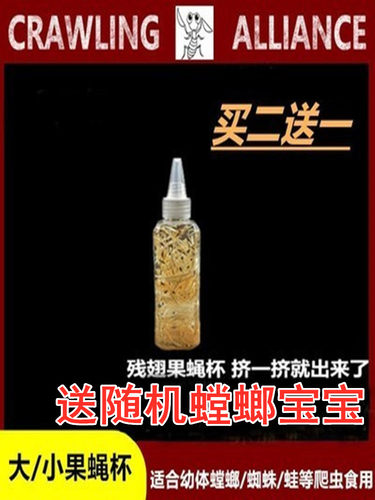 果蝇杯残翅大果蝇杯角蛙蜘蛛螳螂饲料活体活饵小果蝇杯果蝇