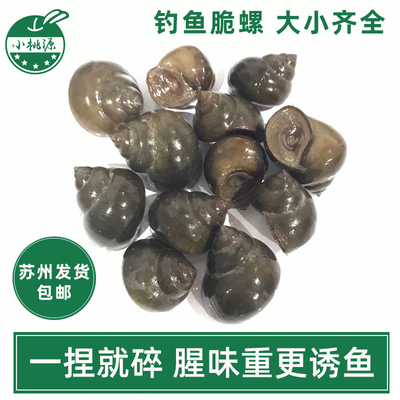 黑鲩螺蛳青挂钩薄壳小号田螺钓鱼脆螺青鱼鱼饵螺石螺打窝