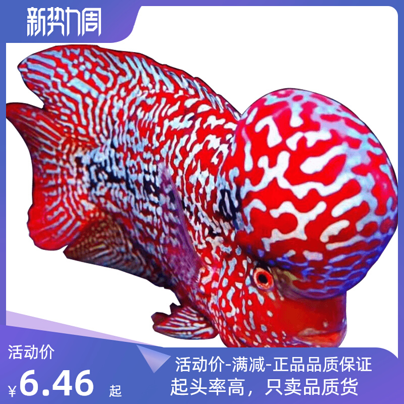 罗汉鱼鱼苗活体起头大苗红马观赏鱼小鱼好养活招财德萨亚成火凤凰