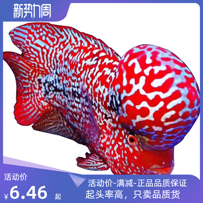 罗汉鱼鱼苗活体起头大苗红马观赏鱼小鱼好养活招财德萨亚成火凤凰