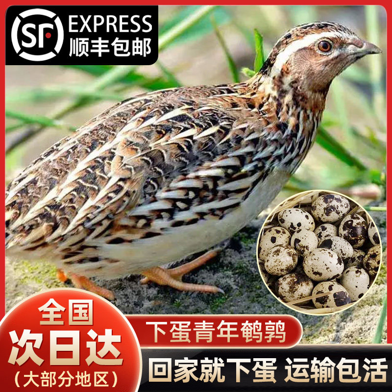 鹌鹑活苗鹌鹑活鸟宠物鸡繁殖下蛋家养宠物阳台可下蛋