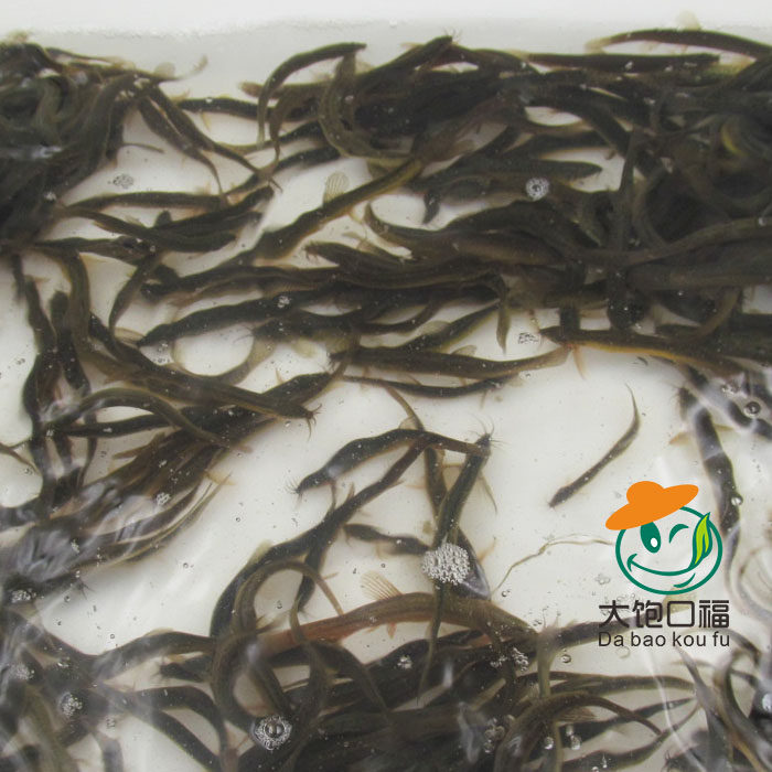 小泥鳅苗喂鱼钓鱼筏钓 鱼饲料 活体龙鱼乌龟鹦鹉鳄龟代鱼泥鳅