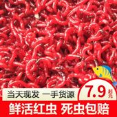 鲜活红虫活饵黑头公虫钓鱼特大号拉饵血虫蚯蚓哥陈建华鱼饵 包邮