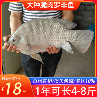 广东渔场供应3厘米全雄大种脆肉罗非鱼苗青罗非鱼苗淡水养殖食用