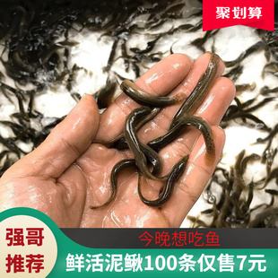 台湾小泥鳅苗本地青鳅东北金鳅水花鲜活筏钓养殖淡水乌龟龙鱼饲料