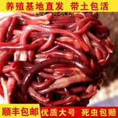 蚯蚓活饵鲜活红虫垂钓鱼饵料鲫鱼鲤鱼野钓黑坑鱼料打窝料鱼食通杀