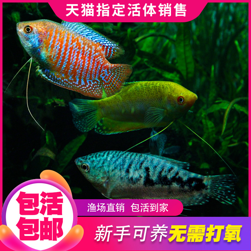 吃蛋虫曼龙鱼活体中小型鱼热带观赏鱼淡水鱼练手鱼金鱼耐活不打氧